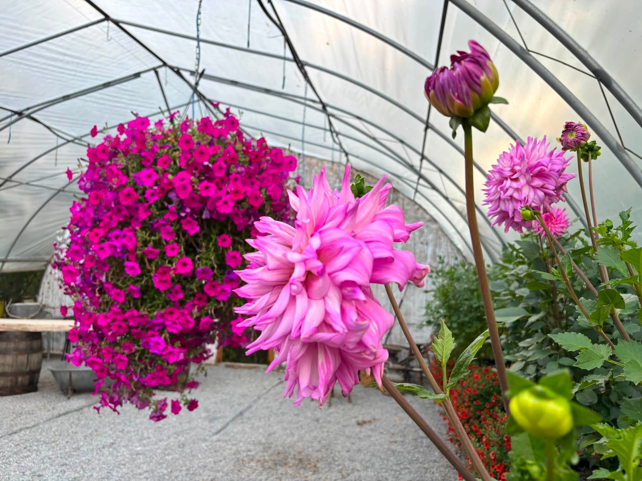 DNA Gardens - Farming & Agricultural Services in Elnora, Alberta