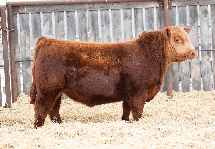 Hahn Cattle Co. in Sherwood Park, Alberta - Photo 2