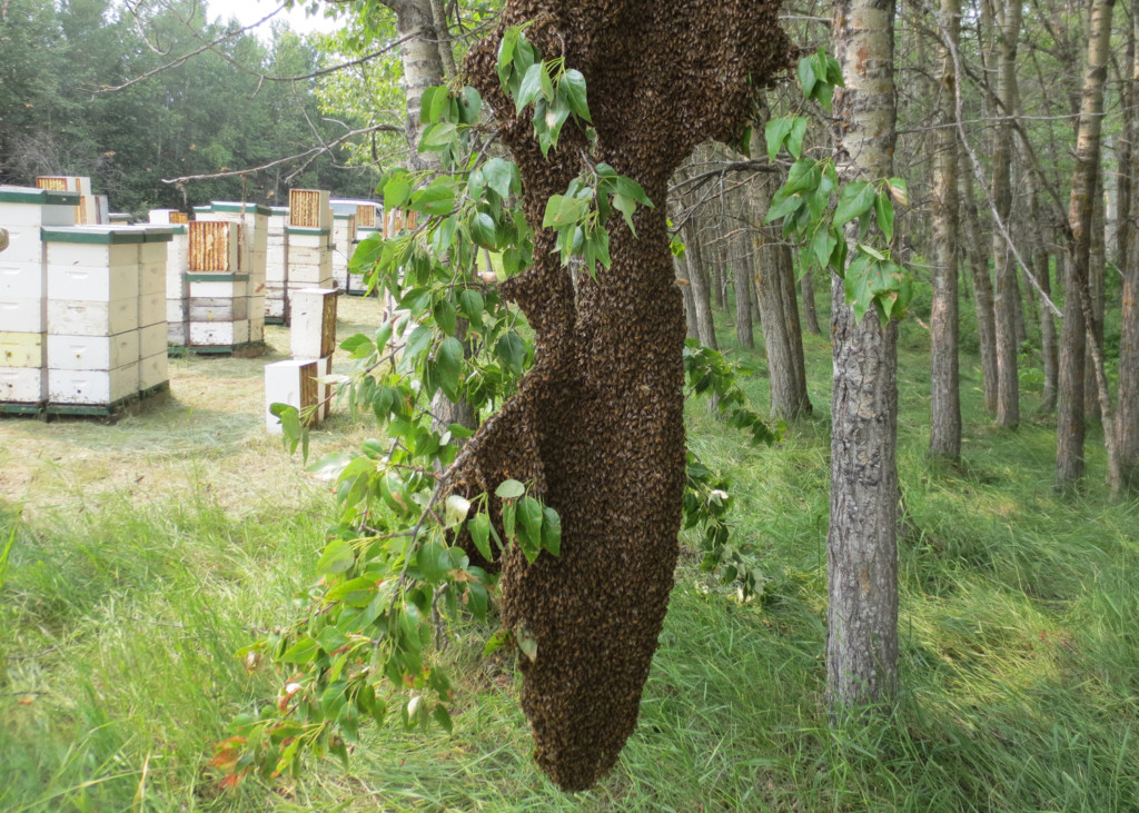 Busy Bee Farm Ltd. (Coal Lake Honey Farm)