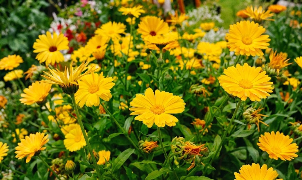 Najm Garden and Maintenance Ltd. in Maple Ridge, British Columbia