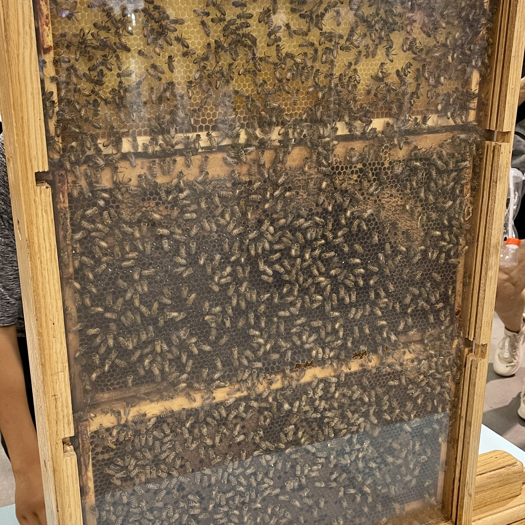 Honey in Mississauga, Ontario