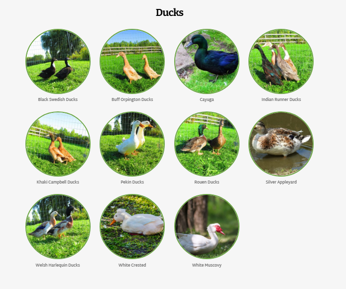Feathered Acres - Ranches & Farms in Fergus, Ontario