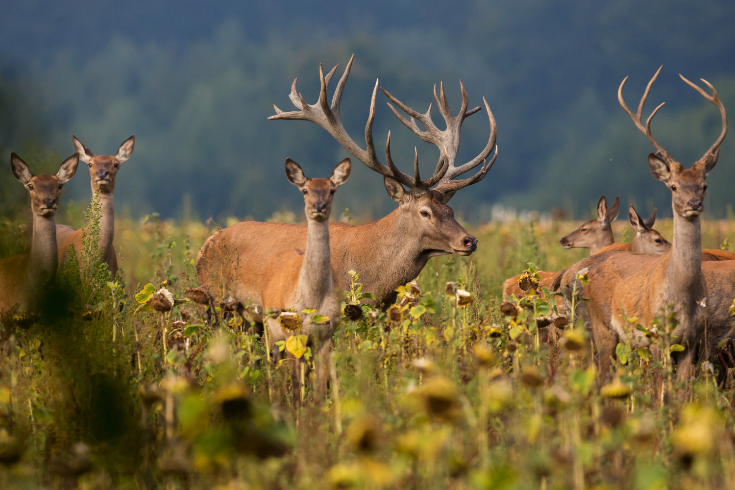 Cross Trails Adventures - Fishing & Hunting Outfitters in Sandy Lake, Manitoba