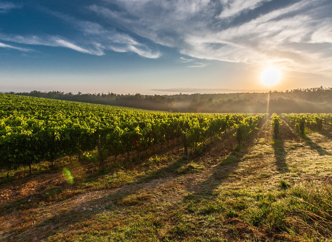 Bar H Charolais - General Contractors in Grenfell, Saskatchewan