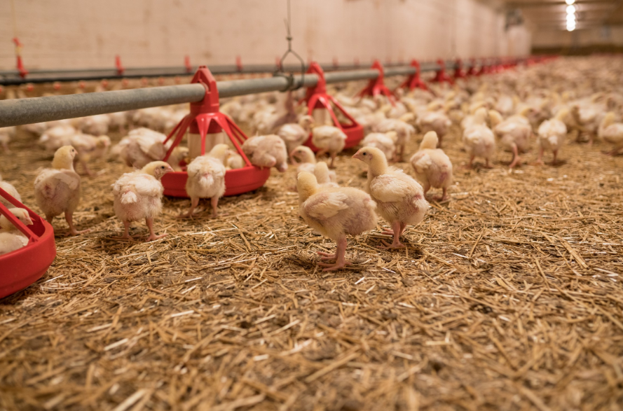 Milford Farming Co. Ltd in Raymond, Alberta