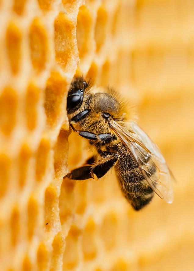 Hilly Grove Honey in Manitowaning, Ontario - Photo 2