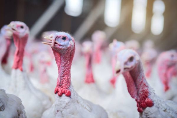 Peace View Hutterite Colony
