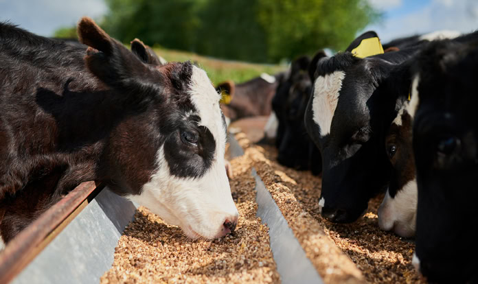 Mountain View Colony Ltd. - Farming & Agricultural Services in Strathmore, Alberta