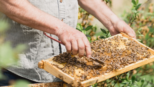 Honey Products in Niagara On The Lake, Ontario