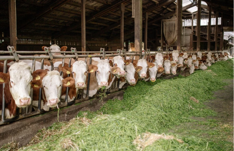 Deerfield Colony Farming Co.