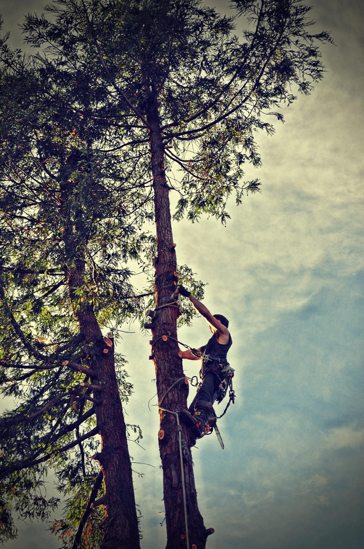 R. Osmond Tree Services Ltd.