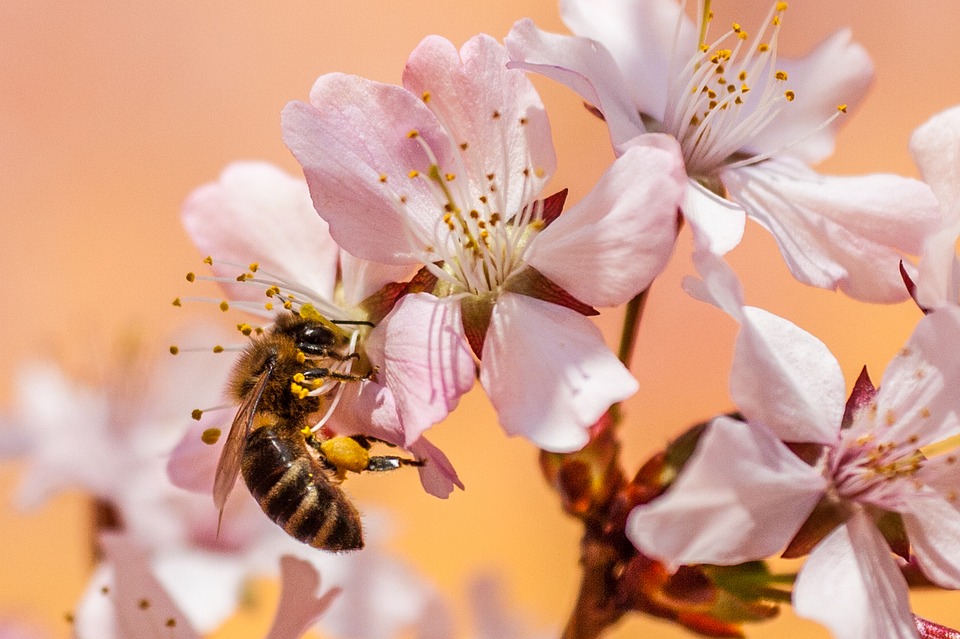 West Cowan Apiaries - Honey Products in Big River, Saskatchewan