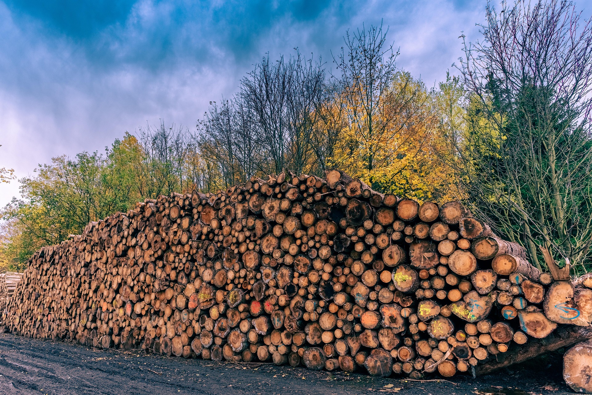 Tree Services in Peace River, Alberta.