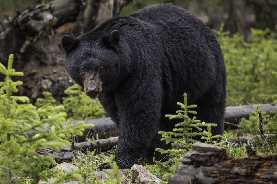 Vancouver Island Coastal Bear Adventures Ltd. - Wilderness Outfitters, Guides & Tours in Port Alberni, British Columbia