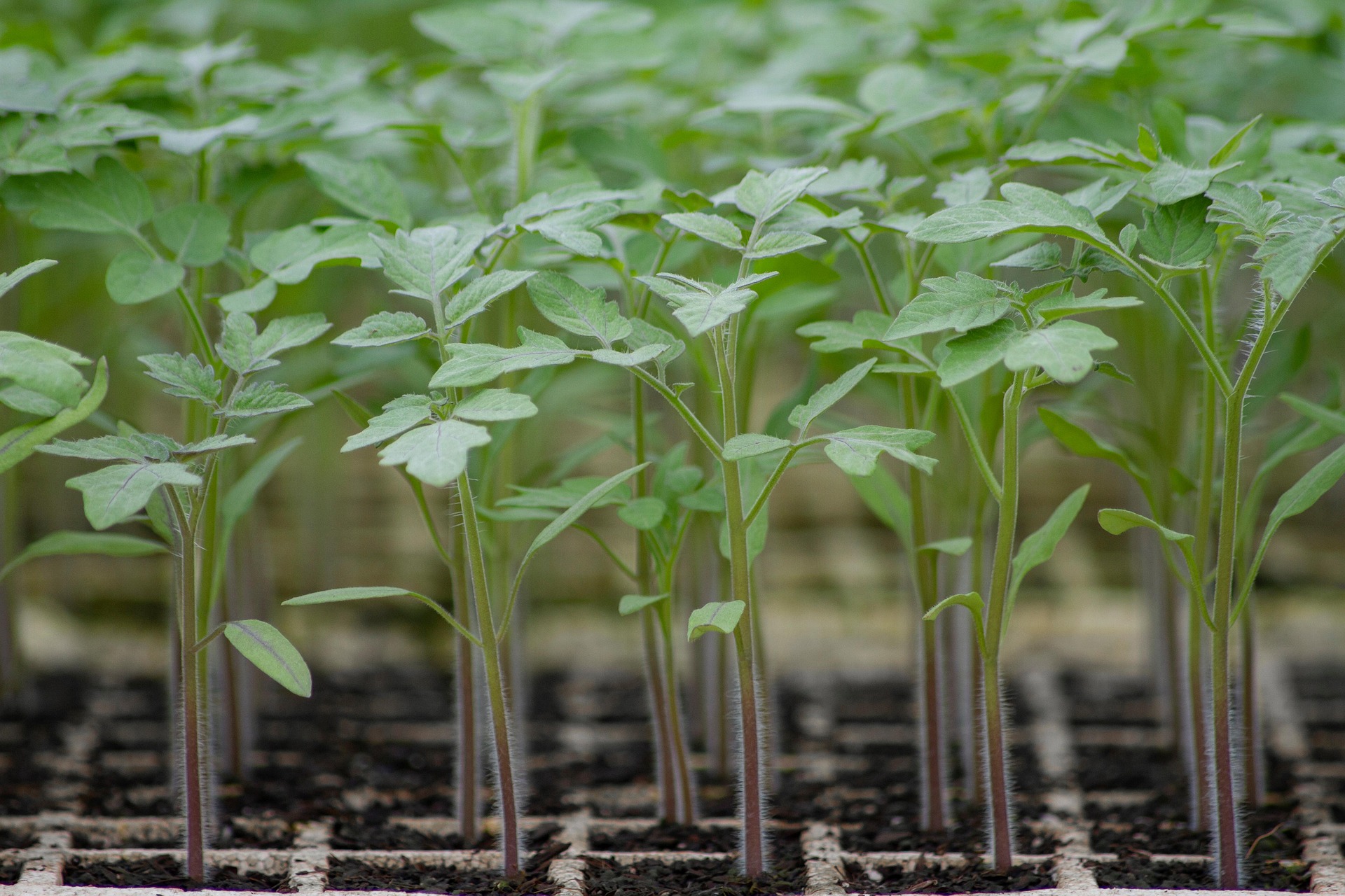 Parkland Colony Farming Co. Ltd in Nonton , Alberta.