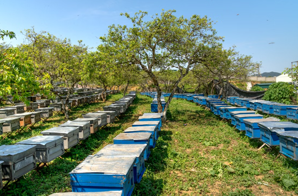 colony farming