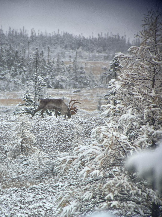Fishing & Hunting Outfitters in Port Blandford, Newfoundland and Labrador