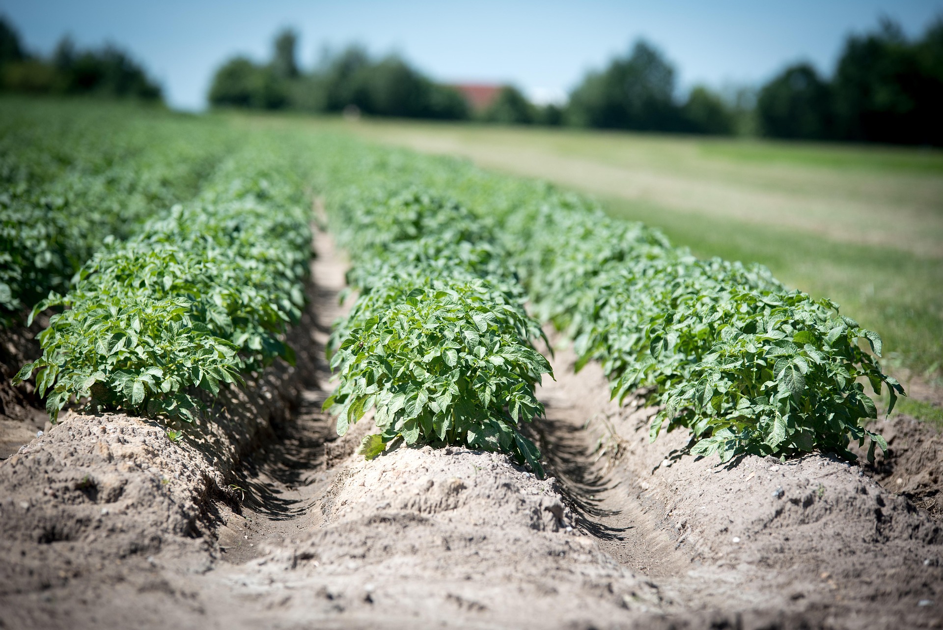 Greenwald Colony Farms Ltd, in Beausejour ,Manitoba
