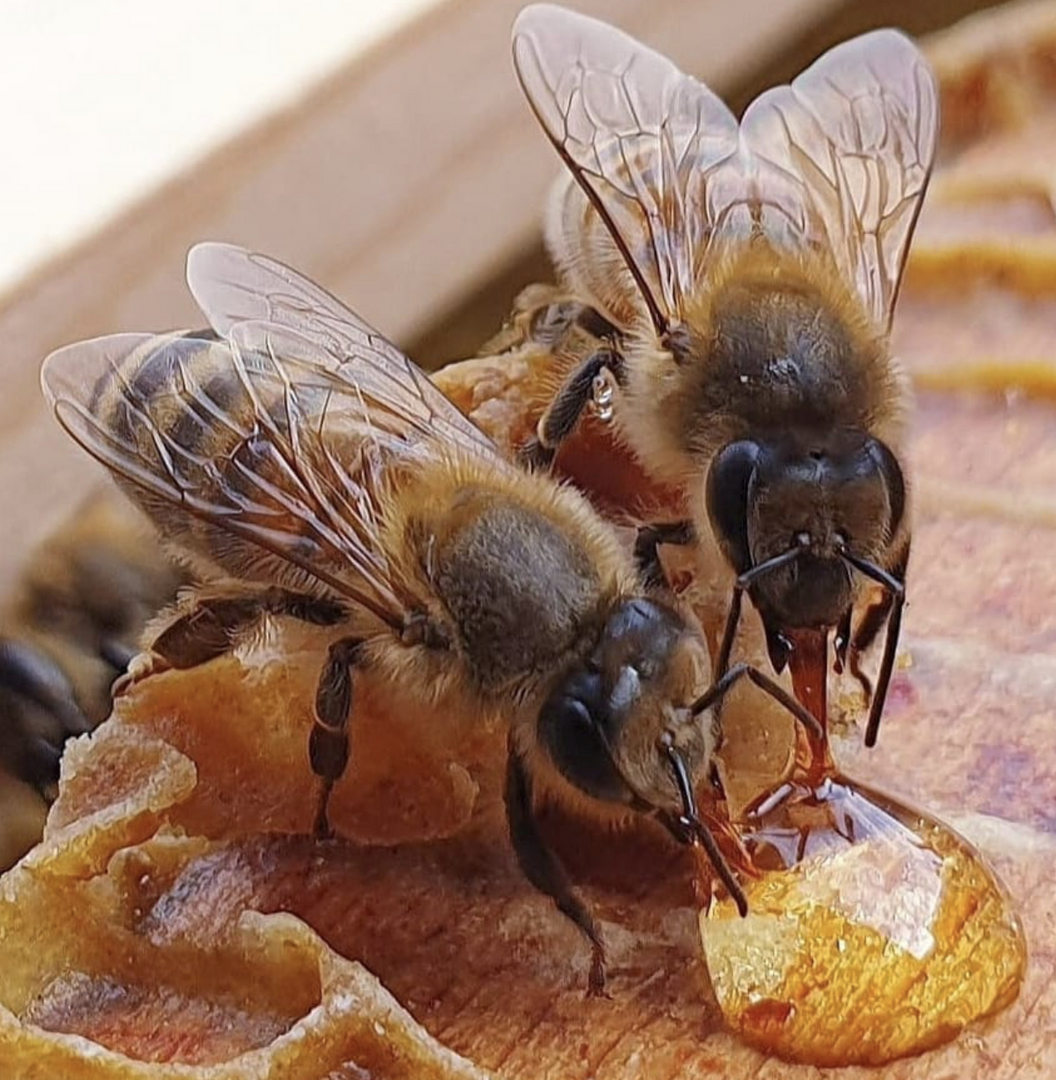 Honey in Mississauga, Ontario