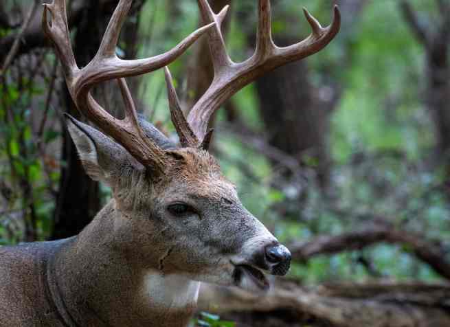 Buck Lake Outfitters