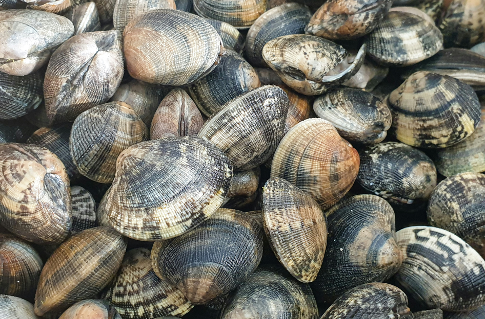 Chad Brown Seafoods Inc - Seafood in Welshpool, New Brunswick