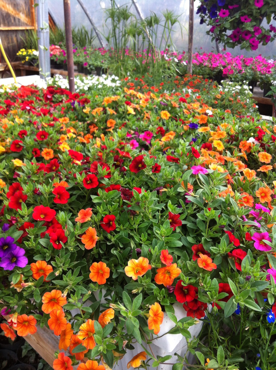 Greenhouse Equipment & Accessories