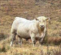 McCaffrey Cattle Company - Farms & Ranches in Edam, Saskatchewan