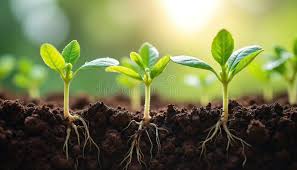 Delco Farming Co. Ltd.