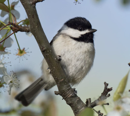 Chickadee Indigenous Relations Ltd.