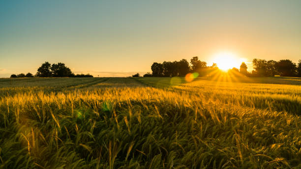 Wheatland Colony - Farming & Agricultural Services in Rockyford, Alberta