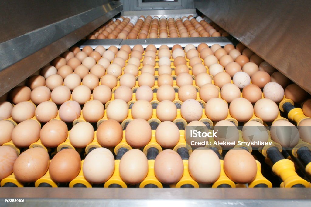 Rose Valley Colony Ltd.