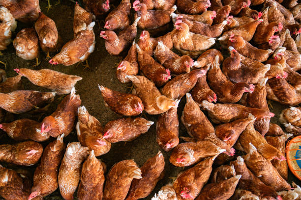 Country Poultry Processing Inc.