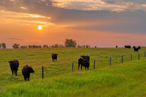 Shelter Valley Lethbridge