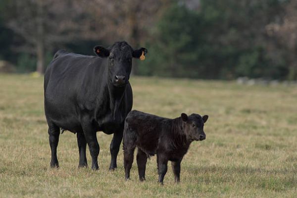 Ramrod Cattle Co. in Medora, MB