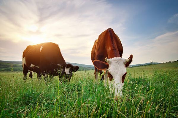 Ramrod Cattle Co. in Medora, MB