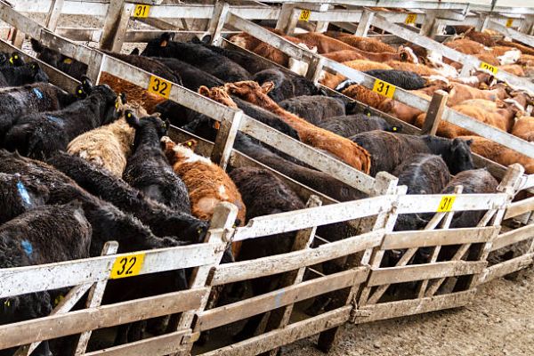 Ramrod Cattle Co. in Medora, MB