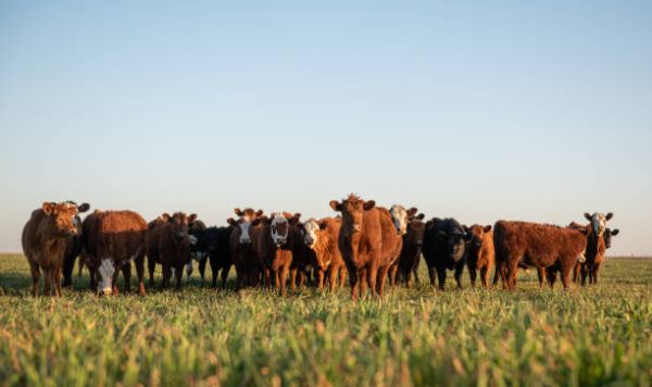 Ramrod Cattle Co. in Medora, MB