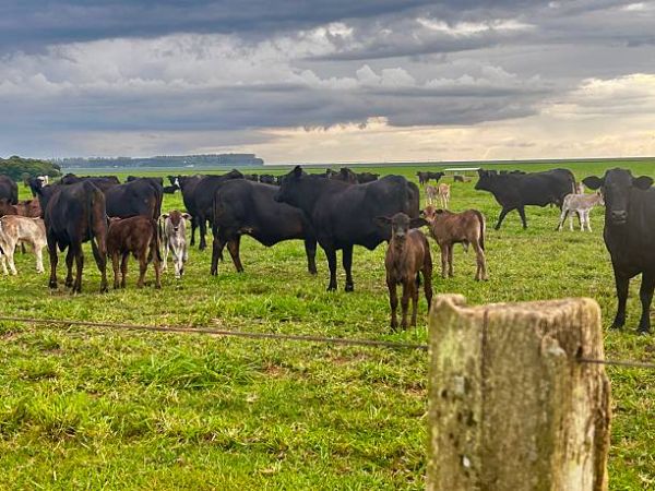 Ramrod Cattle Co. in Medora, MB