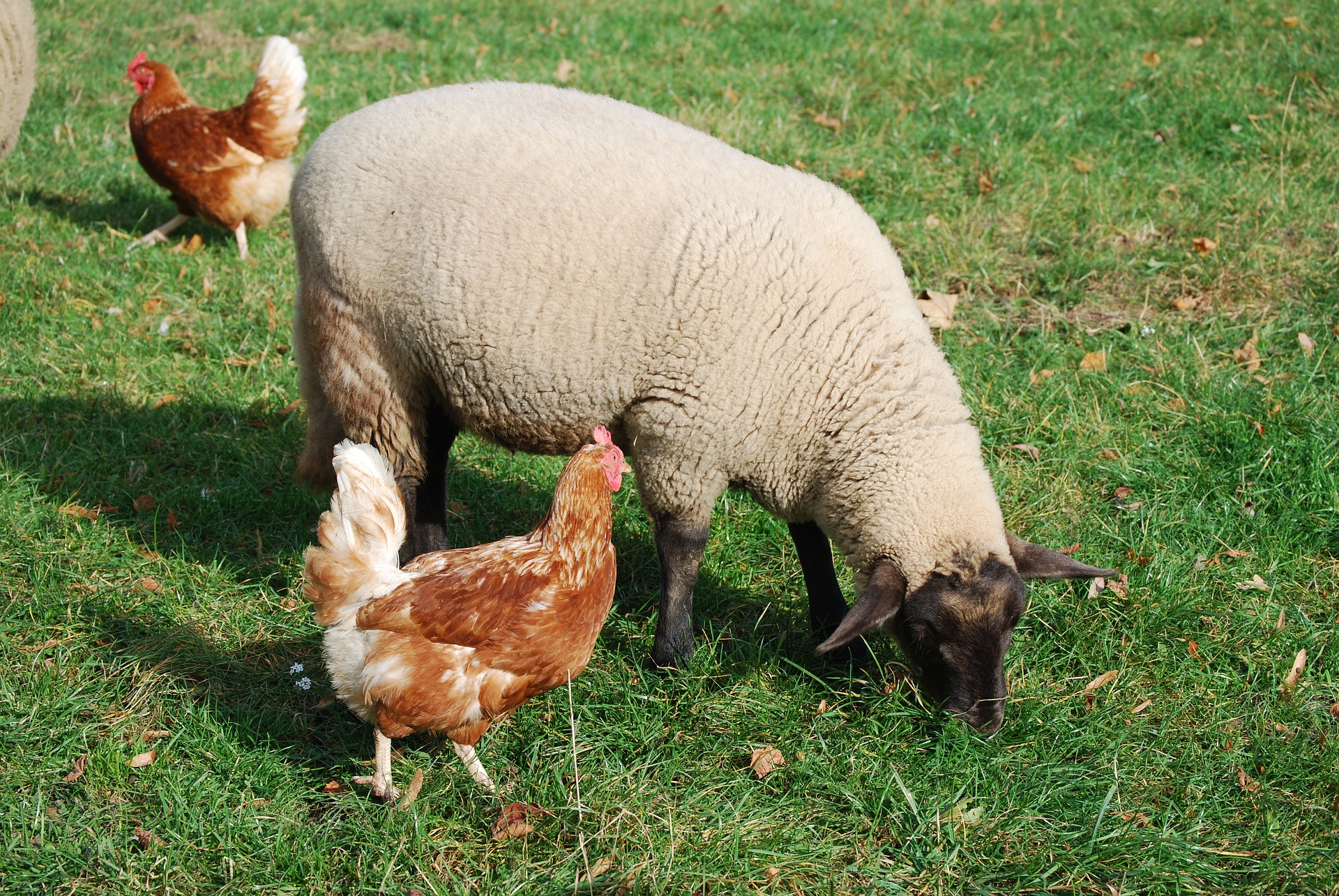 Farming & Agricultural Services in Foremost, Alberta