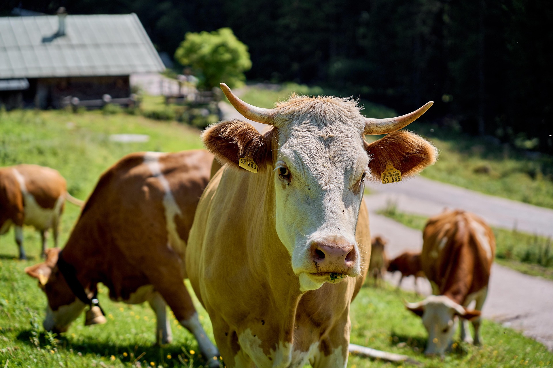 Farming and agricultural services in Vanguard, Saskatchewan.