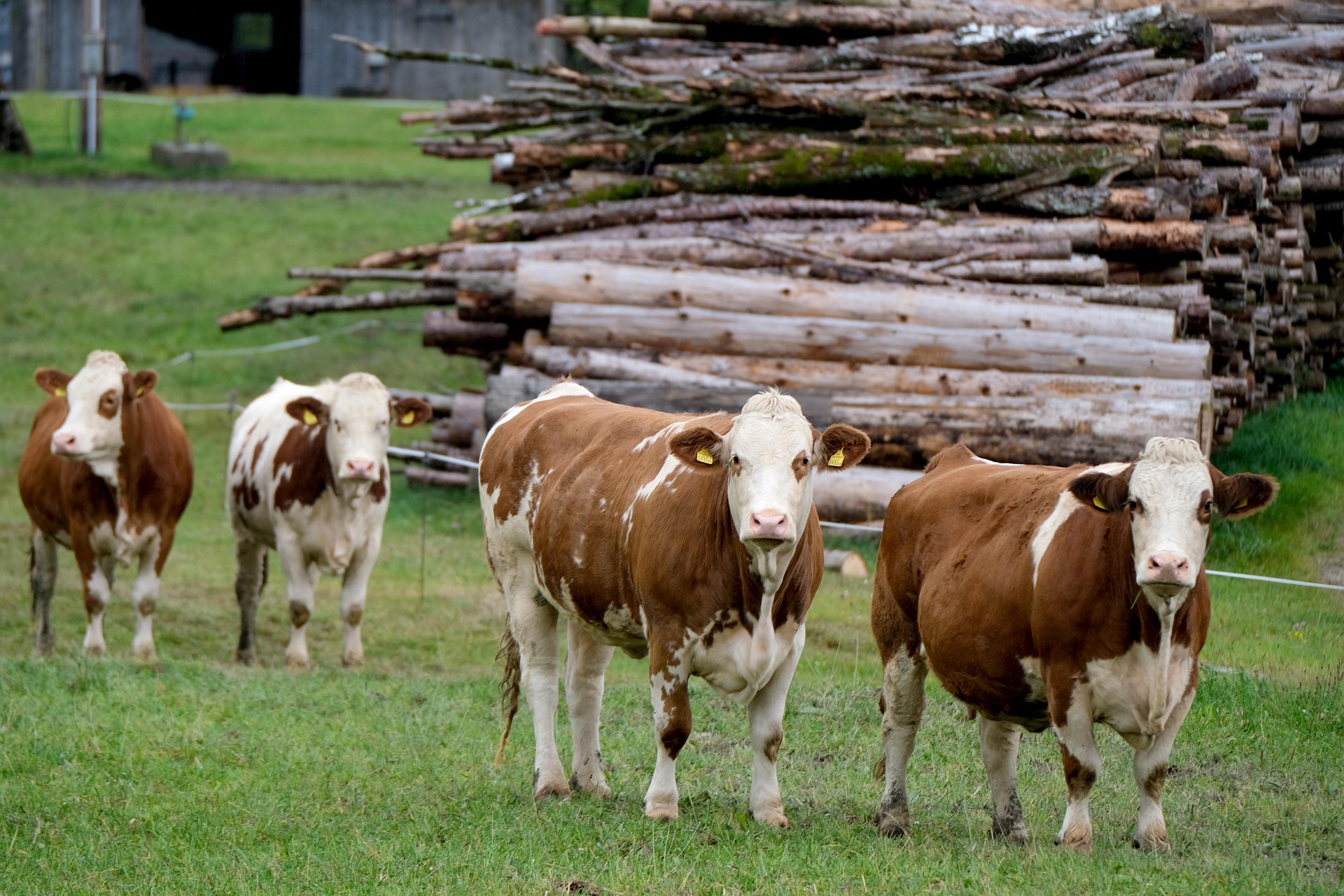 Bluegrass Colony Farming Ltd. - Farming & Agricultural Services in Warner, Alberta