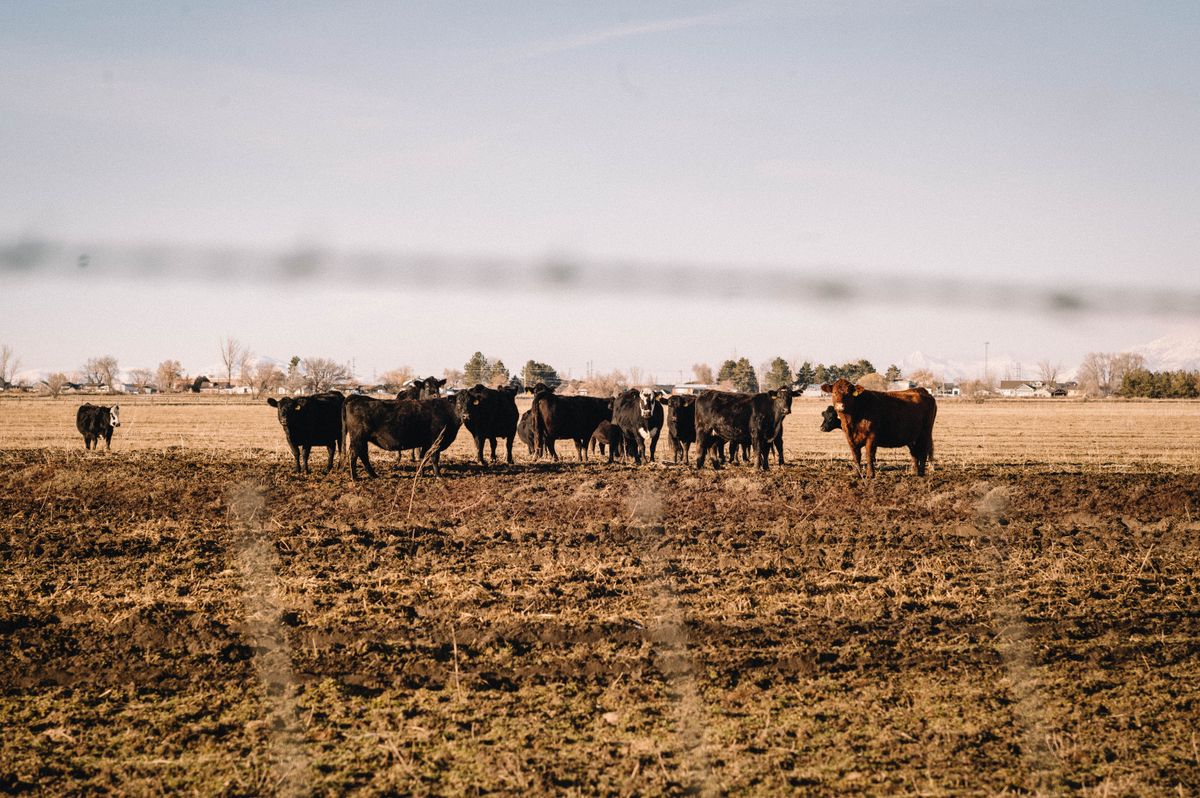Huettlin Transport cattle hauling in Ontario