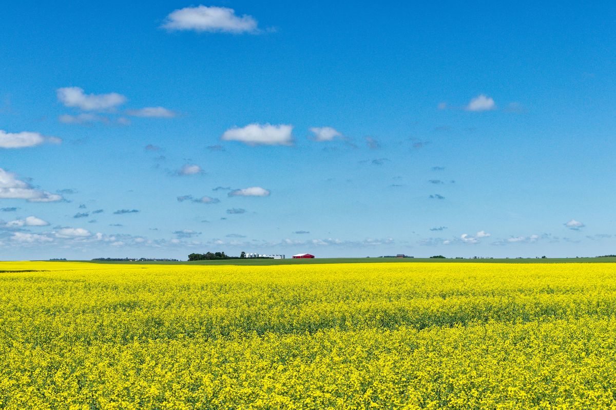 Milford Farming Co. Ltd. - Farming & Agricultural Services in Raymond, Alberta
