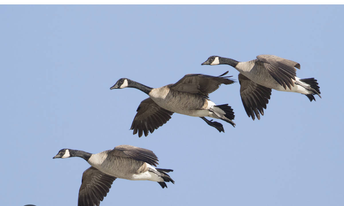 Canada geese in flight