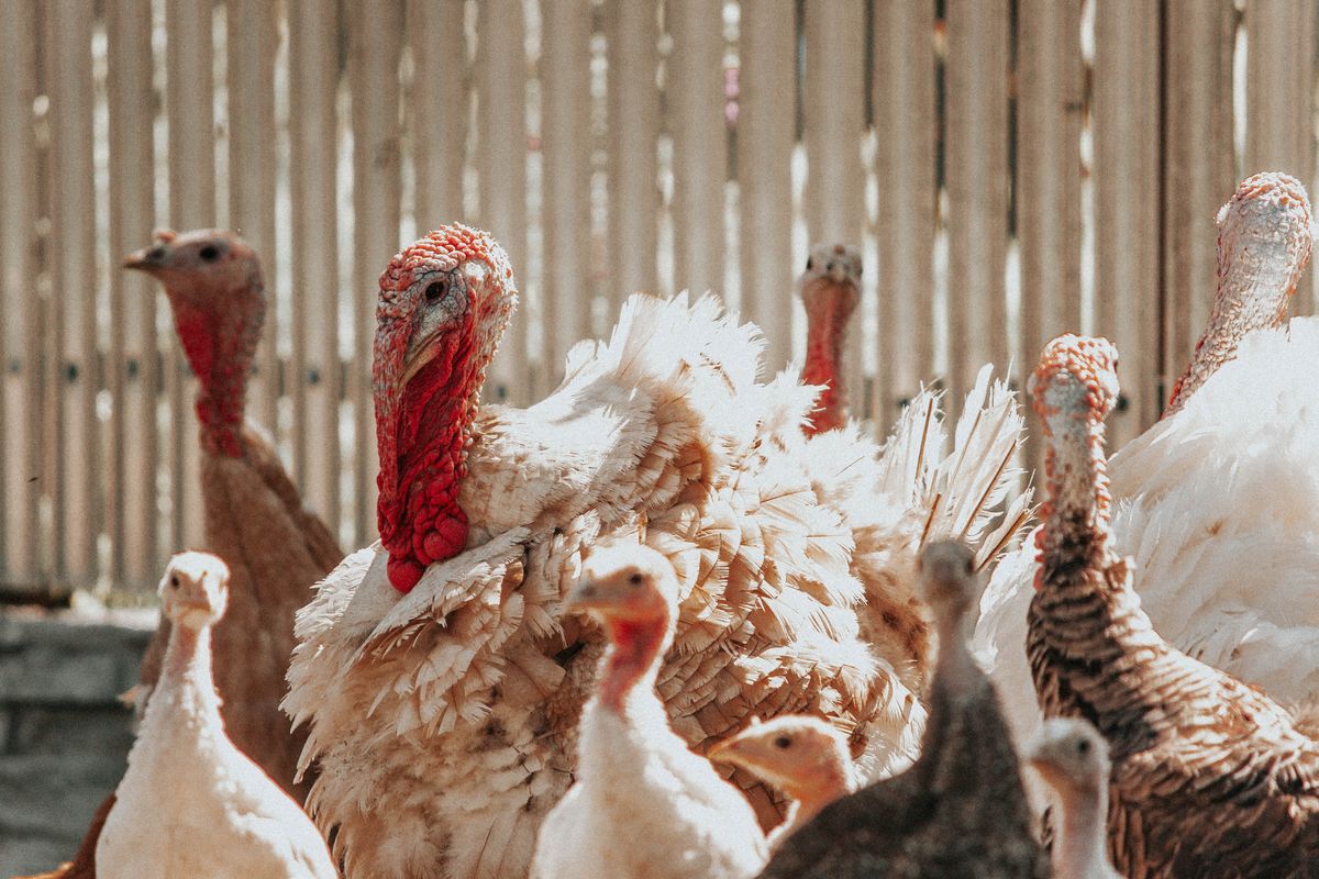 South Peace Colony Poultry And Meat - Farming & Agricultural Services in Dawson Creek, British Columbia