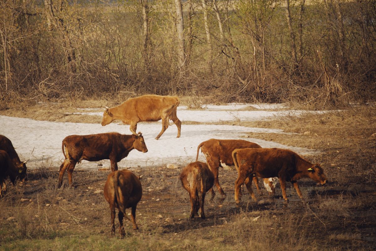 99 Livestock Trucking cattle in Saskatchewan