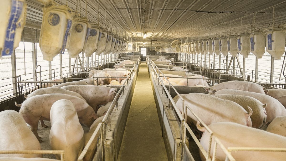 Parkland Colony hog operation near Nanton, Alberta