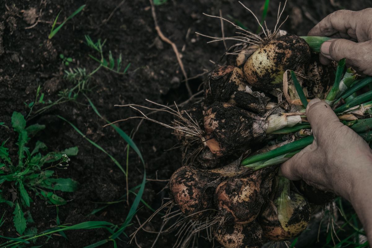 Wild Rose Colony harvested onions and vegetables, Vulcan Alberta