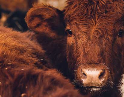 Cattle transported by Legend Livestock Carriers