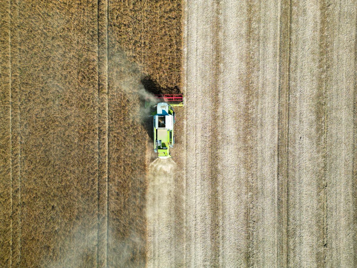 Combine harvesting grain on southern Alberta farmland